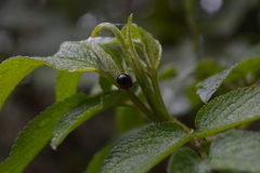 Cycloneda fryii