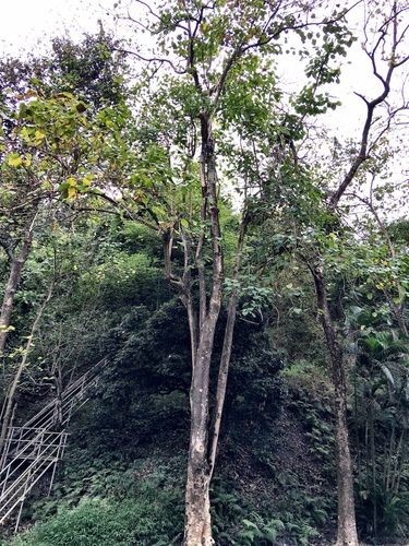 Gmelina arborea