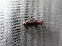 Lemidia quadricolor