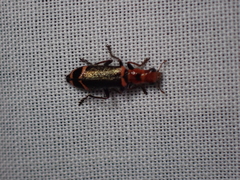 Lemidia quadricolor