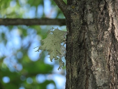 Ramalina sinensis