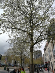 Platanus