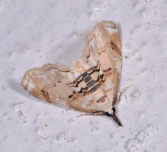 Trichophysetis cretacea