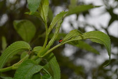 Cycloneda fryii