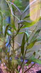 Persicaria kawagoeana