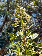 Escallonia resinosa