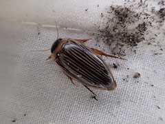 Lancetes lanceolatus