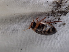 Lancetes lanceolatus