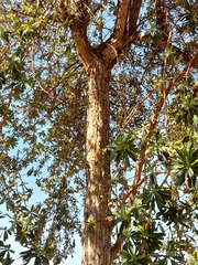 Escallonia resinosa