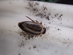 Lancetes lanceolatus