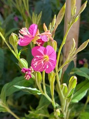 Oenothera rosea