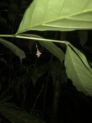 Spilasma duodecimguttata