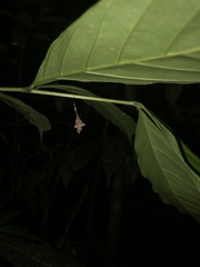 Spilasma duodecimguttata