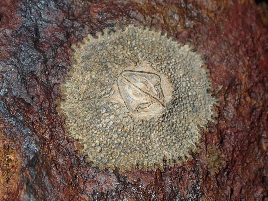 Rosette barnacle