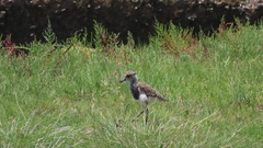 Vanellus chilensis