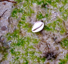 Notocypraea angustata