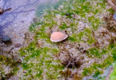 Notocypraea angustata