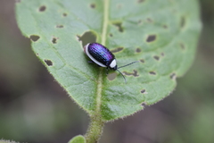 Asphaera albomarginata