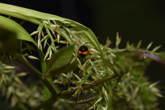 Cycloneda fryii