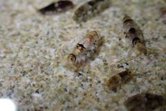 Gondogeneia microdeuteropa