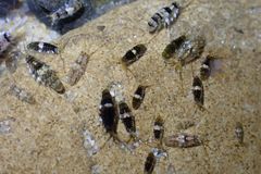 Gondogeneia microdeuteropa
