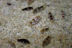 Gondogeneia microdeuteropa