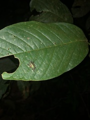 Scaria