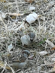 Passer domesticus