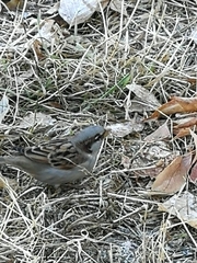 Passer domesticus