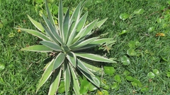 Agave angustifolia
