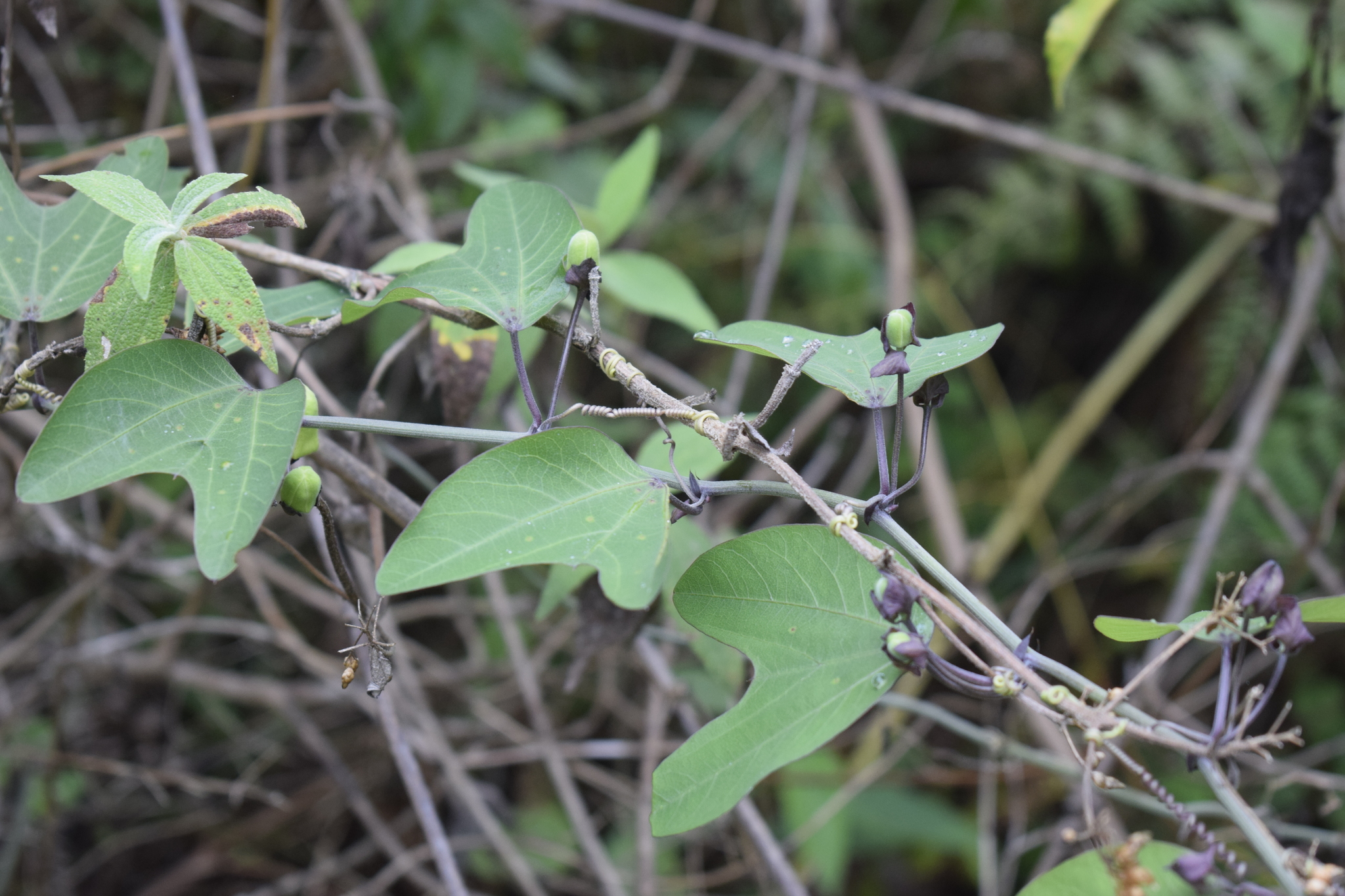 Passiflora indecora image