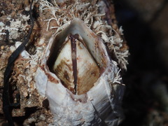 Austromegabalanus nigrescens