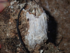 Austromegabalanus nigrescens