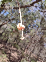 Striatoandricus aciculatus