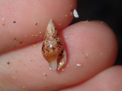 Mitrella semiconvexa