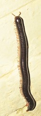 Orthoporoides