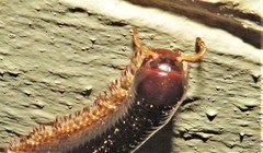 Orthoporoides