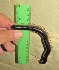 Orthoporoides