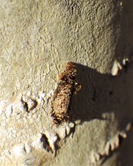 Dahlica triquetrella