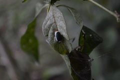 Asphaera albomarginata