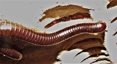 Orthoporoides