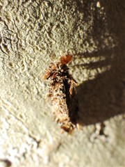 Dahlica triquetrella