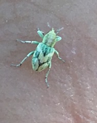 Coniatus splendidulus