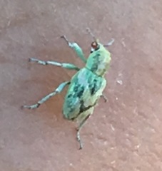 Coniatus splendidulus