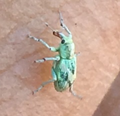 Coniatus splendidulus