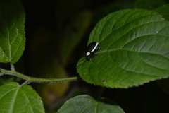 Asphaera albomarginata