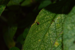 Cycloneda fryii