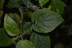 Asphaera albomarginata