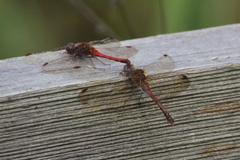 Sympetrum vicinum
