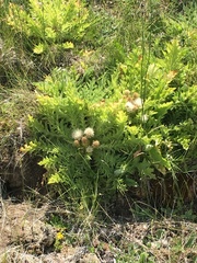 Cirsium scariosum citrinum